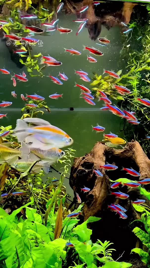 水族箱的魅力 美麗魚(yú)，治愈心靈