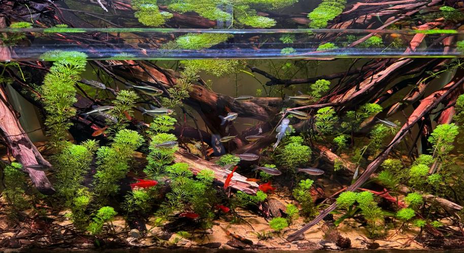 打造清澈南美水族箱 環(huán)境設(shè)置與維護(hù)指南