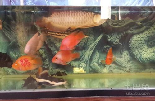 龍魚(yú)水族箱的尺寸與布置指南