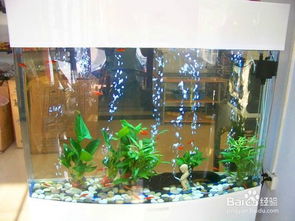 新手水族箱造景教程 打造屬于你的水下世界