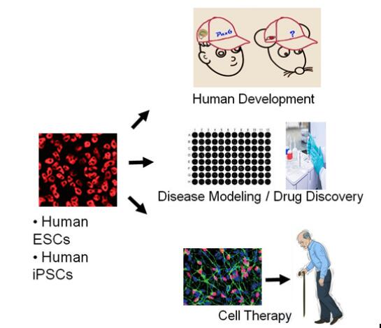 干細(xì)胞神經(jīng)分化課題組 引領(lǐng)人體干細(xì)胞技術(shù)在神經(jīng)領(lǐng)域的技術(shù)開發(fā)與應(yīng)用前沿