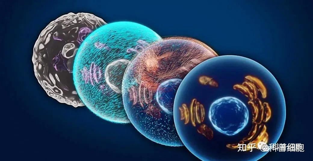 干細(xì)胞治療 探索者、應(yīng)用與我的思考