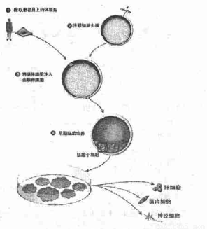 克隆技術視角下的人體干細胞開發與應用